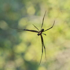 Trichonephila senegalensis