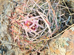 Echinofossulocactus ochoterenaus