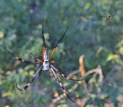 Trichonephila senegalensis