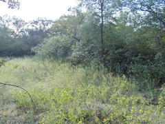 Trichonephila senegalensis