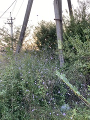 Cephalaria transsylvanica