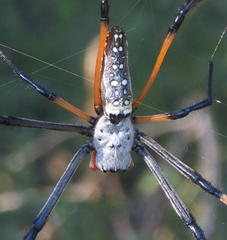 Trichonephila senegalensis