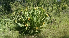 Wyethia glabra
