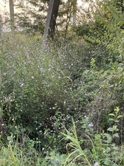 Cephalaria transsylvanica