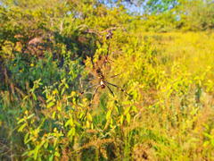 Trichonephila senegalensis