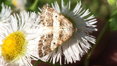 Eufidonia discospilata