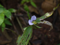 Commelina undulata