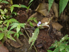 Commelina undulata