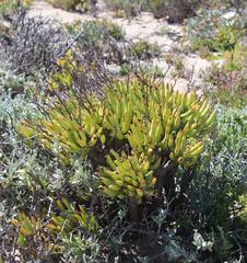 Tylecodon reticulatus phyllopodium
