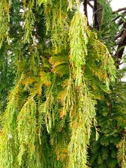 Metasequoia glyptostroboides