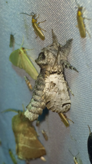 Inguromorpha basalis