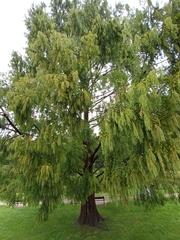 Metasequoia glyptostroboides