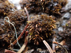 Schistidium atrichum