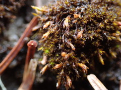 Schistidium atrichum