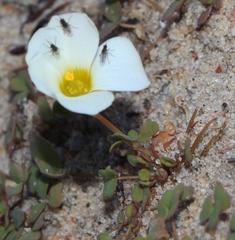 Oxalis annae