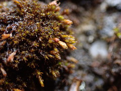 Schistidium atrichum