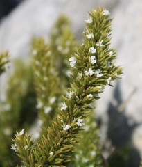 Muraltia occidentalis