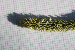 Muraltia occidentalis