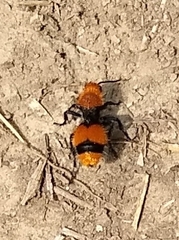 Dasymutilla occidentalis