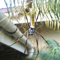 Trichonephila inaurata madagascariensis