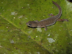 Chatogekko amazonicus