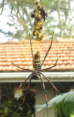 Trichonephila inaurata madagascariensis