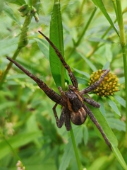 Dolomedes fimbriatus