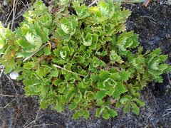 Osmitopsis dentata