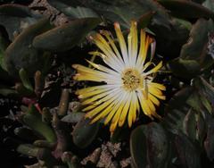 Cephalophyllum inaequale