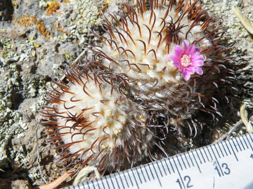 Mammillaria perezdelarosae