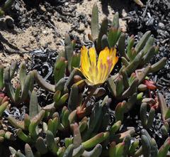 Cephalophyllum inaequale