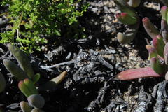 Cephalophyllum inaequale