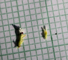 Muraltia occidentalis