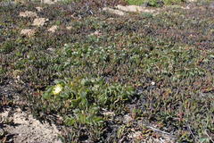 Cephalophyllum inaequale