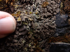 Dermatocarpon intestiniforme