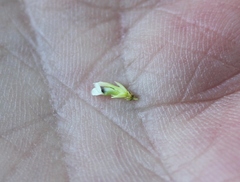 Muraltia occidentalis