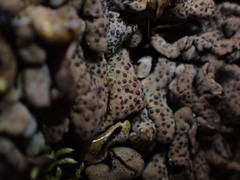 Dermatocarpon intestiniforme