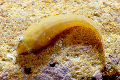 Sea Urchin Clingfish photo 5