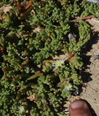 Mesembryanthemum nodiflorum