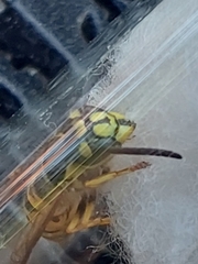 Vespula vulgaris