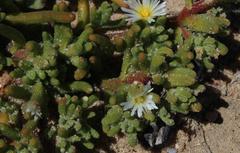 Mesembryanthemum nodiflorum