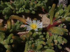 Mesembryanthemum nodiflorum