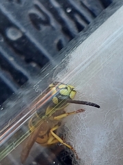 Vespula vulgaris