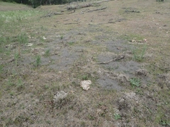 Thomomys talpoides