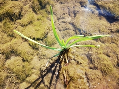 Sparganium erectum