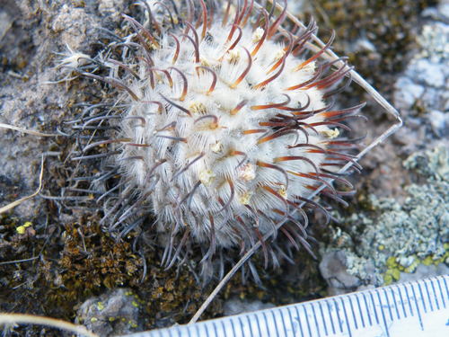 Mammillaria perezdelarosae