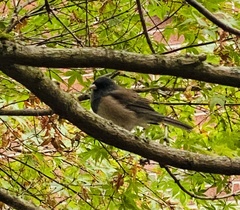 Junco hyemalis