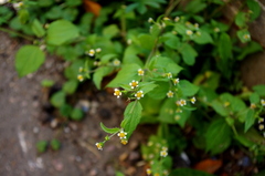 Galinsoga quadriradiata