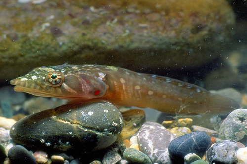 Connemarra Clingfish