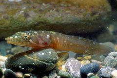 Lepadogaster candolii